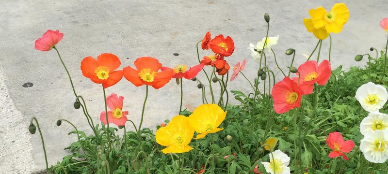 Meer von Poppies Lange Seidenschal-Regulär